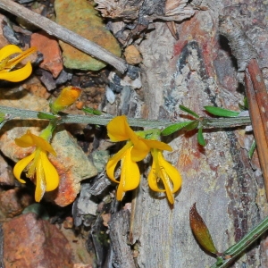  - Genista pilosa subsp. pilosa