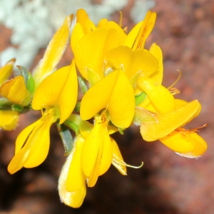 Photographie n°113389 du taxon Genista pilosa subsp. pilosa