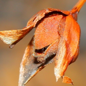  - Tuberaria lignosa (Sweet) Samp. [1922]