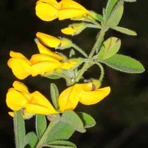 Photographie n°113398 du taxon Cytisus villosus Pourr.