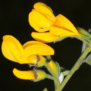 Cytisus villosus Pourr. (Cytise velu)