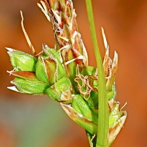 Carex pilulifera L. (Laiche à boulettes)