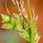  Marie  Portas - Carex pilulifera L.