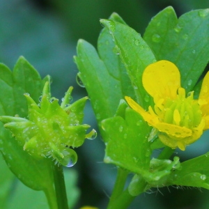 Ranunculus pseudomuricatus Blatt. & Hallb. (Renoncule à petites pointes)