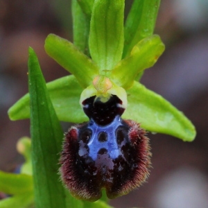 Photographie n°113421 du taxon Ophrys incubacea Bianca