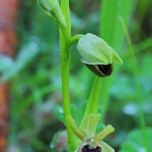 Photographie n°113422 du taxon Ophrys incubacea Bianca [1842]