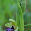  Marie  Portas - Ophrys incubacea Bianca [1842]