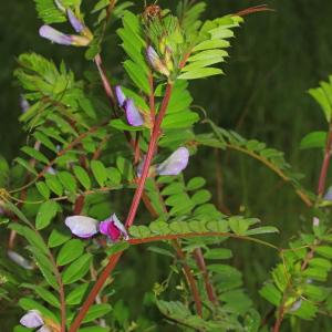 Photographie n°113424 du taxon Vicia sativa L.