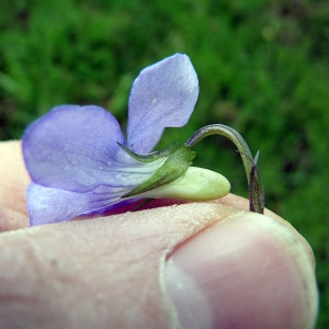 Photographie n°113435 du taxon Viola x bavarica Schrank [1789]