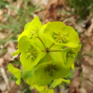 Photographie n°113460 du taxon Euphorbia amygdaloides L. [1753]