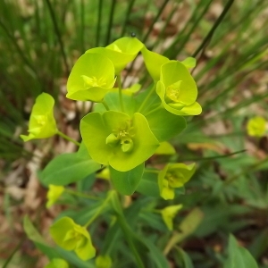 Photographie n°113461 du taxon Euphorbia amygdaloides L. [1753]