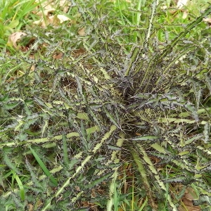 Photographie n°113464 du taxon Cirsium Mill. [1754]