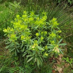 Photographie n°113467 du taxon Euphorbia amygdaloides L. [1753]