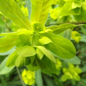 Photographie n°113470 du taxon Euphorbia amygdaloides L. [1753]