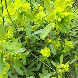 Photographie n°113473 du taxon Euphorbia amygdaloides L. [1753]