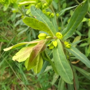 Photographie n°113474 du taxon Euphorbia amygdaloides L. [1753]