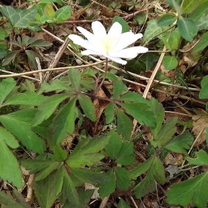 Photographie n°113477 du taxon Anemone nemorosa L. [1753]