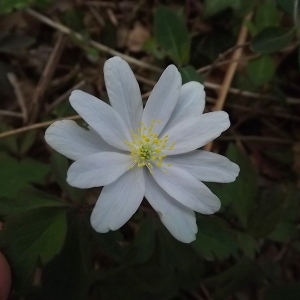 Photographie n°113478 du taxon Anemone nemorosa L. [1753]