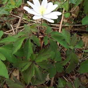 Photographie n°113479 du taxon Anemone nemorosa L. [1753]