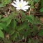  Florent Beck - Anemone nemorosa L. [1753]