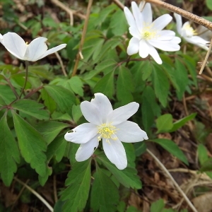 Photographie n°113480 du taxon Anemone nemorosa L. [1753]