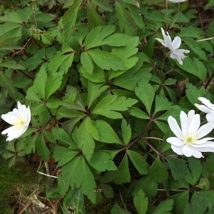 Photographie n°113481 du taxon Anemone nemorosa L. [1753]