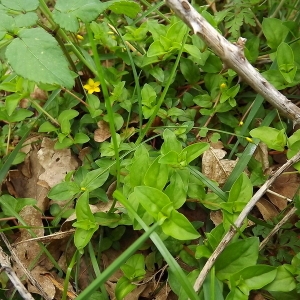 Photographie n°113482 du taxon Lysimachia nemorum L. [1753]