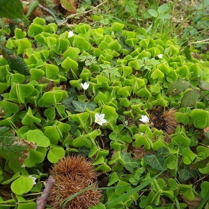 Photographie n°113488 du taxon Oxalis acetosella L.