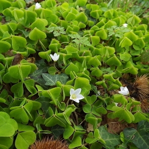 Photographie n°113489 du taxon Oxalis acetosella L.