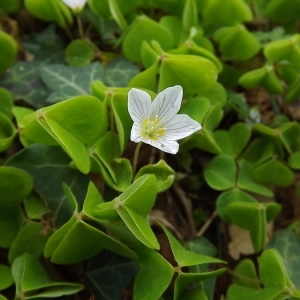 Photographie n°113490 du taxon Oxalis acetosella L.