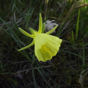 Photographie n°113503 du taxon Narcissus bulbocodium subsp. citrinus (Baker) Fern.Casas [1982]