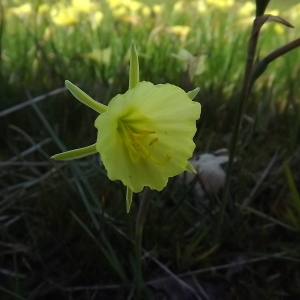 Photographie n°113504 du taxon Narcissus bulbocodium subsp. citrinus (Baker) Fern.Casas [1982]