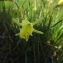  Florent Beck - Narcissus bulbocodium subsp. citrinus (Baker) Fern.Casas [1982]