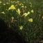  Florent Beck - Narcissus bulbocodium subsp. citrinus (Baker) Fern.Casas [1982]