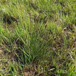 Photographie n°113522 du taxon Schoenus nigricans L. [1753]