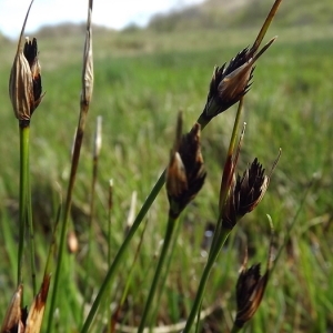Photographie n°113524 du taxon Schoenus nigricans L. [1753]