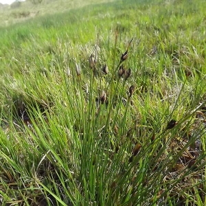 Photographie n°113525 du taxon Schoenus nigricans L. [1753]