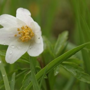 Photographie n°113546 du taxon Anemone nemorosa L. [1753]