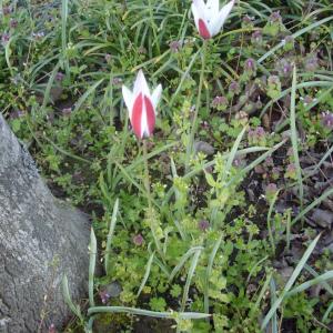 Photographie n°113554 du taxon Tulipa clusiana DC. [1804]