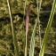 Liliane Roubaudi - Carex acutiformis Ehrh. [1789]