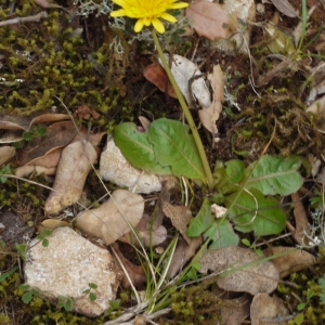 Photographie n°113581 du taxon Taraxacum obovatum (Waldst. & Kit. ex Willd.) DC. [1809]