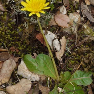 Photographie n°113582 du taxon Taraxacum obovatum (Waldst. & Kit. ex Willd.) DC. [1809]