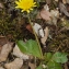  Liliane Roubaudi - Taraxacum obovatum (Waldst. & Kit. ex Willd.) DC. [1809]