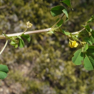 Photographie n°113586 du taxon Medicago praecox DC. [1813]