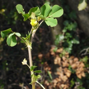 Photographie n°113588 du taxon Medicago praecox DC. [1813]