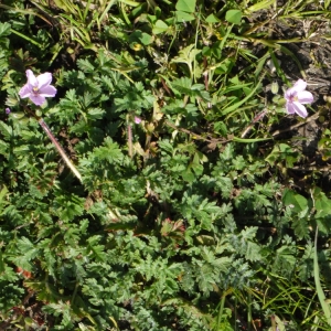 Photographie n°113611 du taxon Erodium acaule (L.) Bech. & Thell. [1928]