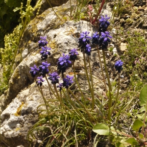 Photographie n°113619 du taxon Muscari neglectum Guss. ex Ten. [1842]