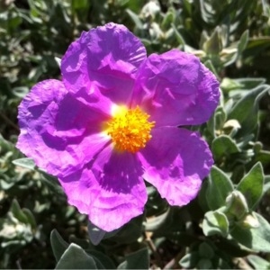 Photographie n°113620 du taxon Cistus albidus L. [1753]