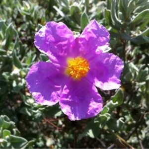 Photographie n°113621 du taxon Cistus albidus L. [1753]