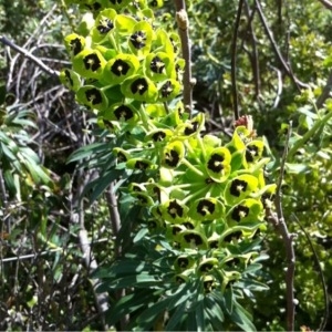 Photographie n°113624 du taxon Euphorbia characias L. [1753]